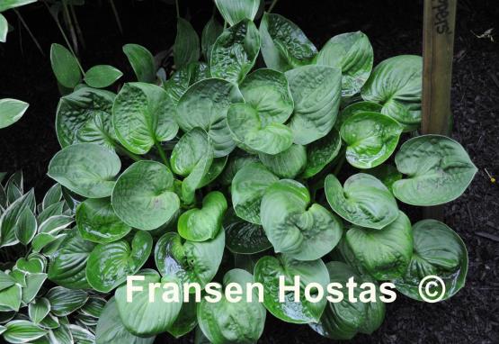 Hosta Nippers